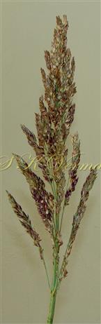  Panicle